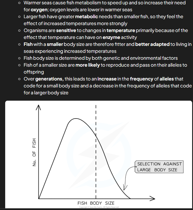 <p>nautral selection that produces a gradual change in allele frequencies over several generations usually when there’s a change in environment or new selection pressures leading to certain alleles becoming advantageous e.g. fish size (smaller in hotter temps)</p>