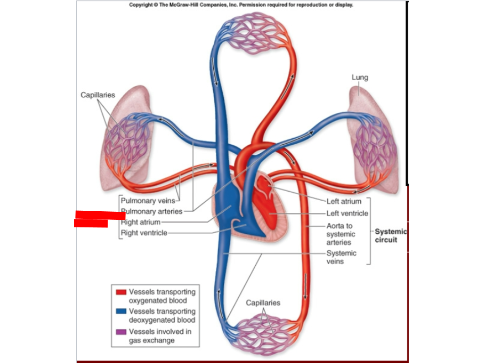<p>pumped by the right side of the heart (“blue”)</p>