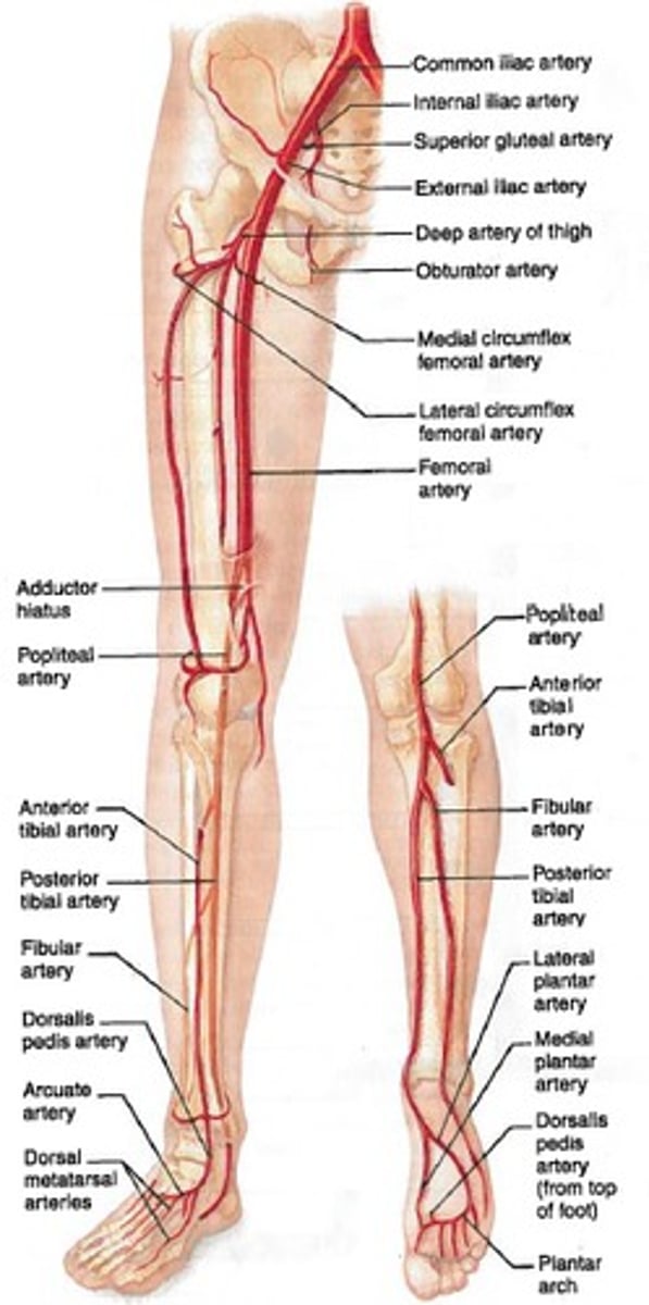 <p>Common Iliac aa</p><p>-Internal Iliac aa</p><p>-external Iliac aa</p><p>Femoral aa</p><p>Popliteal aa</p><p>Anterior Tibial</p><p>-Dorsal Pedal</p><p>-Dorsal Arch</p><p>Posterior Tibial</p><p>-Plantar Arch</p><p>-Fibular</p>