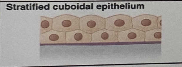 <p>Multiple layers of cube-like cells packed together </p>