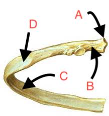 <p>How Many of This Bone are There in The Human Body?</p>