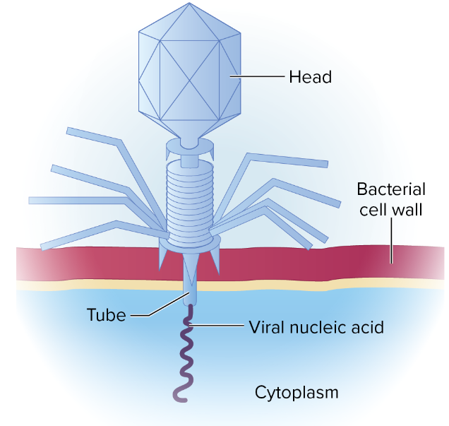 <p>Be able to describe the structure of a T-even bacteriophage</p>