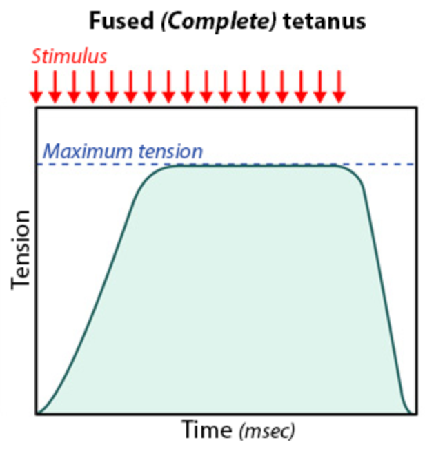 occurs with a *very* high rate of stimulation, and relaxation is not apparent in the tension measurements