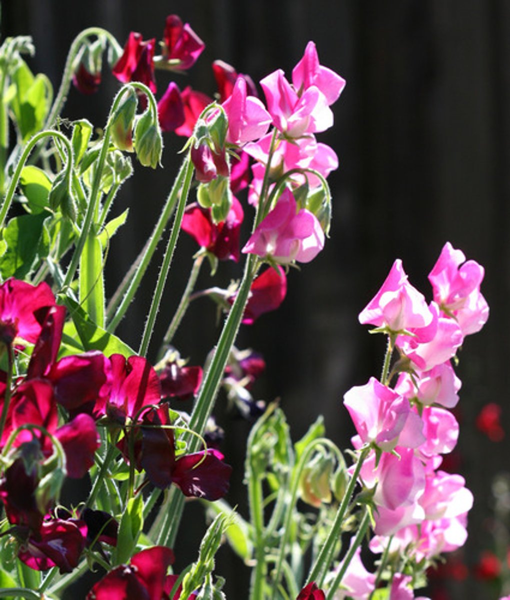 <p>Lathyrus odoratus</p>