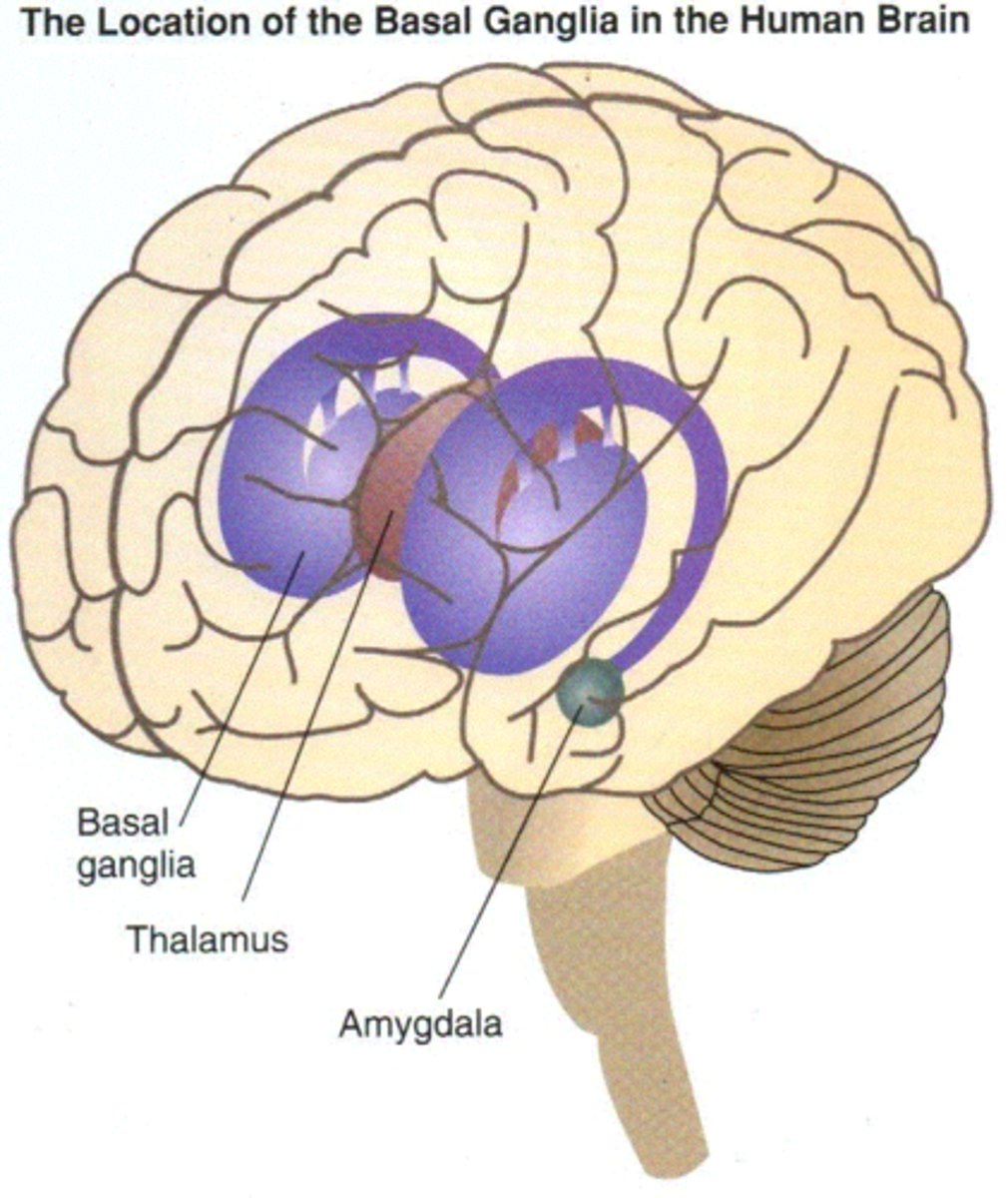 <p>not actually ganglia (bc apart of the CNS), helps with voluntary movement, procedural learning, and learned behaviors/muscle memory (lesser role in memory and emotional expression), 3 parts</p><p>-Caudate nucleus</p><p>-Putamen</p><p>-Globus pallidus</p>