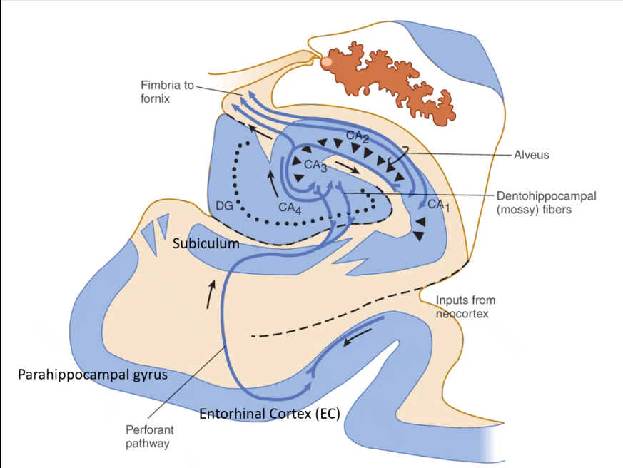 <p>so information is brought in by the ______ ____ which travels to ____ using the _______, from CA3 info can either go to ____ then back to subiculum or fornix, or info can go directly to ______ </p>