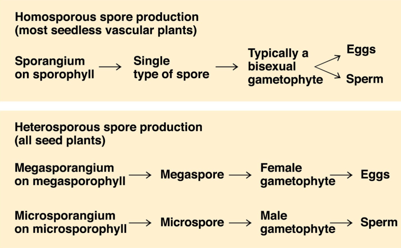 <p>Homosporous spore production- single type of spore</p><p>Heterosporous</p>