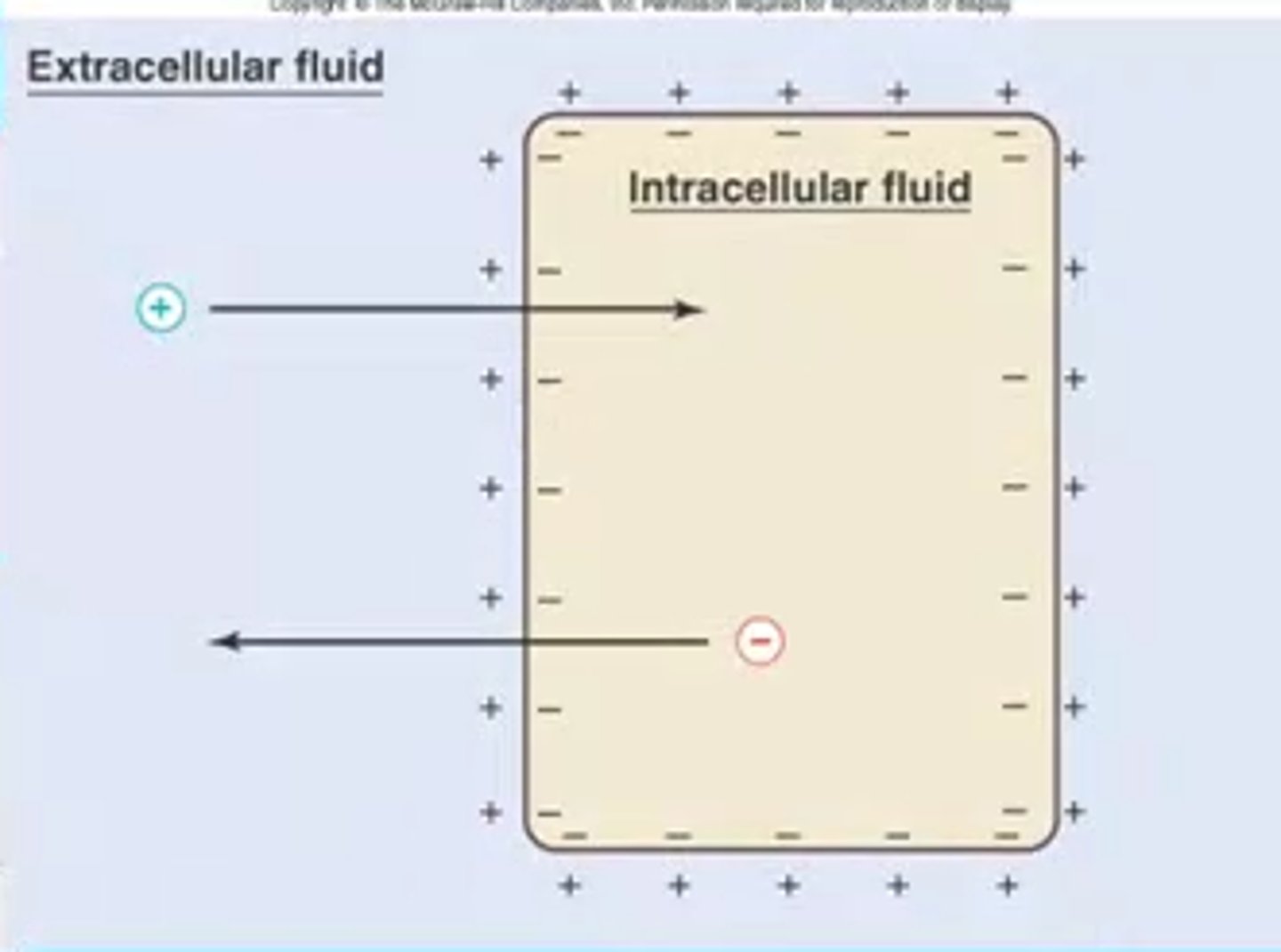 <p>The difference in the electrical charges between the inner surface and outer surface of the membrane</p>