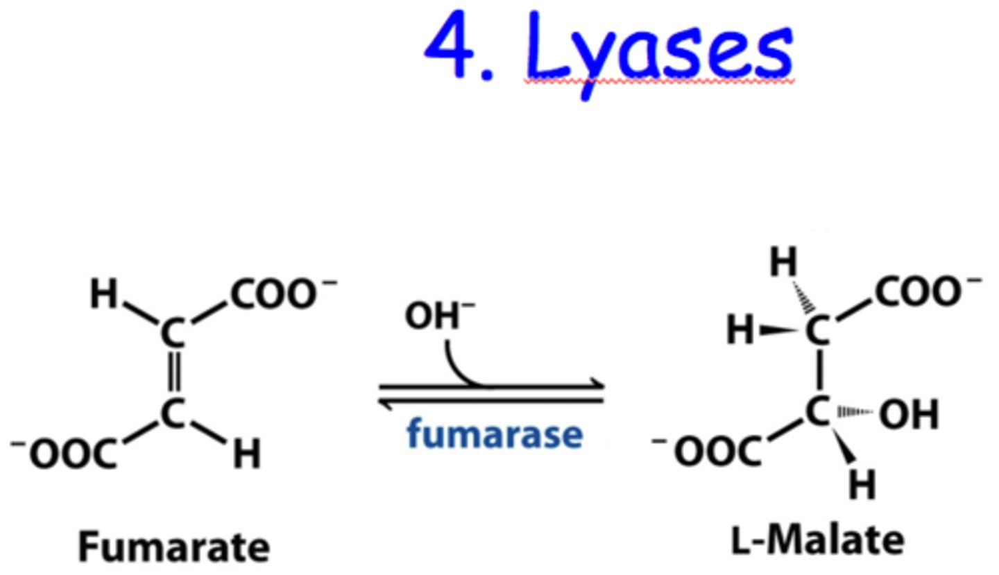 <p>cleave various bonds by means other than hydrolysis and oxidation</p><p>A-B → A + B</p>