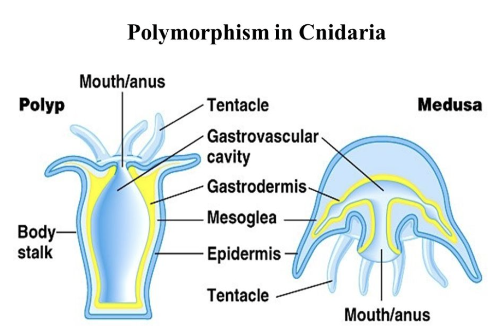 <p>ENDODERM</p><ul><li><p>‘internal skin’</p></li><li><p>lines the inner organss</p></li></ul><p>MESOGLEA/MESOHYL</p><ul><li><p>a matrix with cells and fibres</p></li><li><p>works as a hydrostatic skeleton to keep its shape while floating/drifting</p></li></ul><p>ECTODERM</p><ul><li><p>epidermis with a net of sensory cells</p><ul><li><p><em>ocelli, statocytes</em></p></li></ul></li><li><p>found under the bell/umbrella of cnidarians</p></li></ul><p></p>