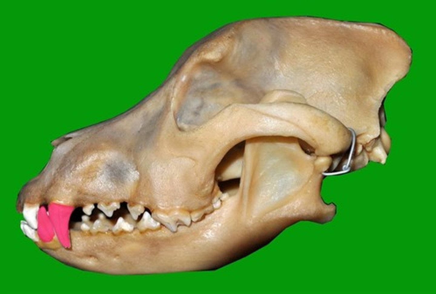 <p>Identify the type of teeth shaded.</p>