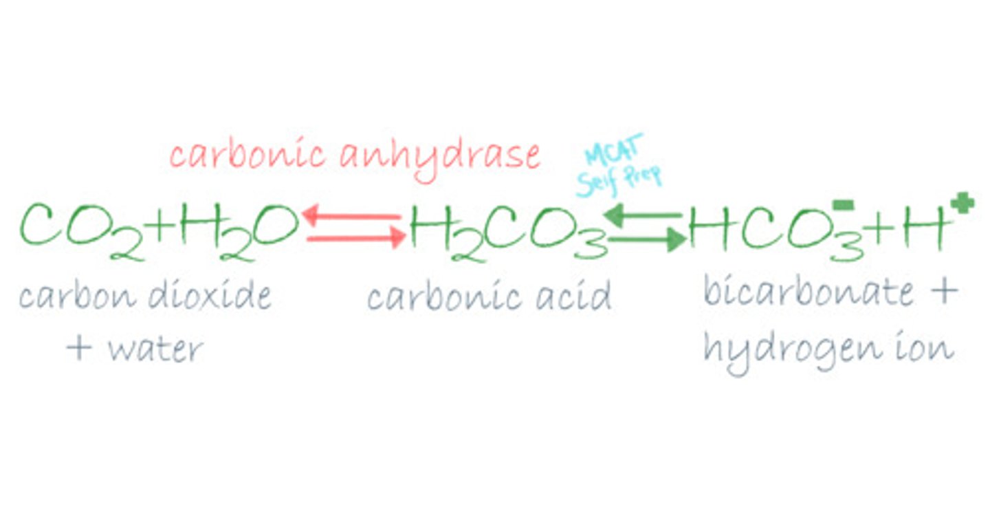 <p>False. This reaction can still occur without Carbonic Anhydrase. Carbonic Anhydrase will simply speed up this reaction. This is why soda will fizz MORE when it hits your tongue.</p>