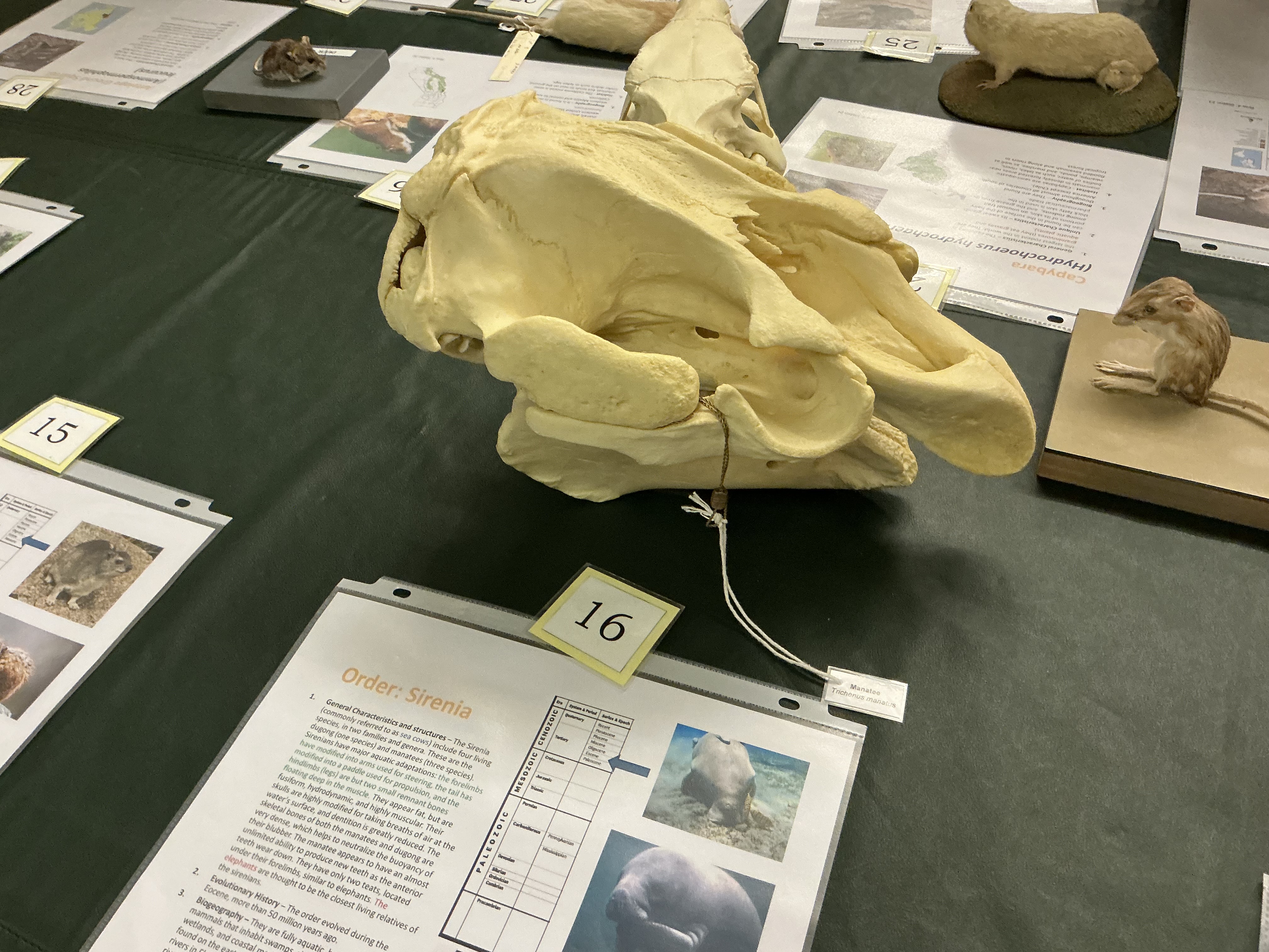 <p>What order are Dugongs and Manatees? What is the common name of these animals? What do they eat?</p>