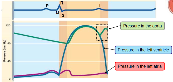 <p><strong>ventricular isovolumetric relaxation</strong></p><ul><li><p>ventricles relax - early diastole</p></li><li><p>blood remaining in the ventricles after contraction - end systolic volume (ESV)</p></li><li><p>ventricular pressure falls below aortic pressure → semilunar valves close</p></li><li><p>closure of aortic valve raises aortic pressure as backflow rebounds off close valve cusps (dicrotic notch)</p><ul><li><p>causes back flow of blood that fills the coronary arteries</p></li></ul></li><li><p>the pressure in the filling atrium keeps increasing</p></li></ul><p></p>