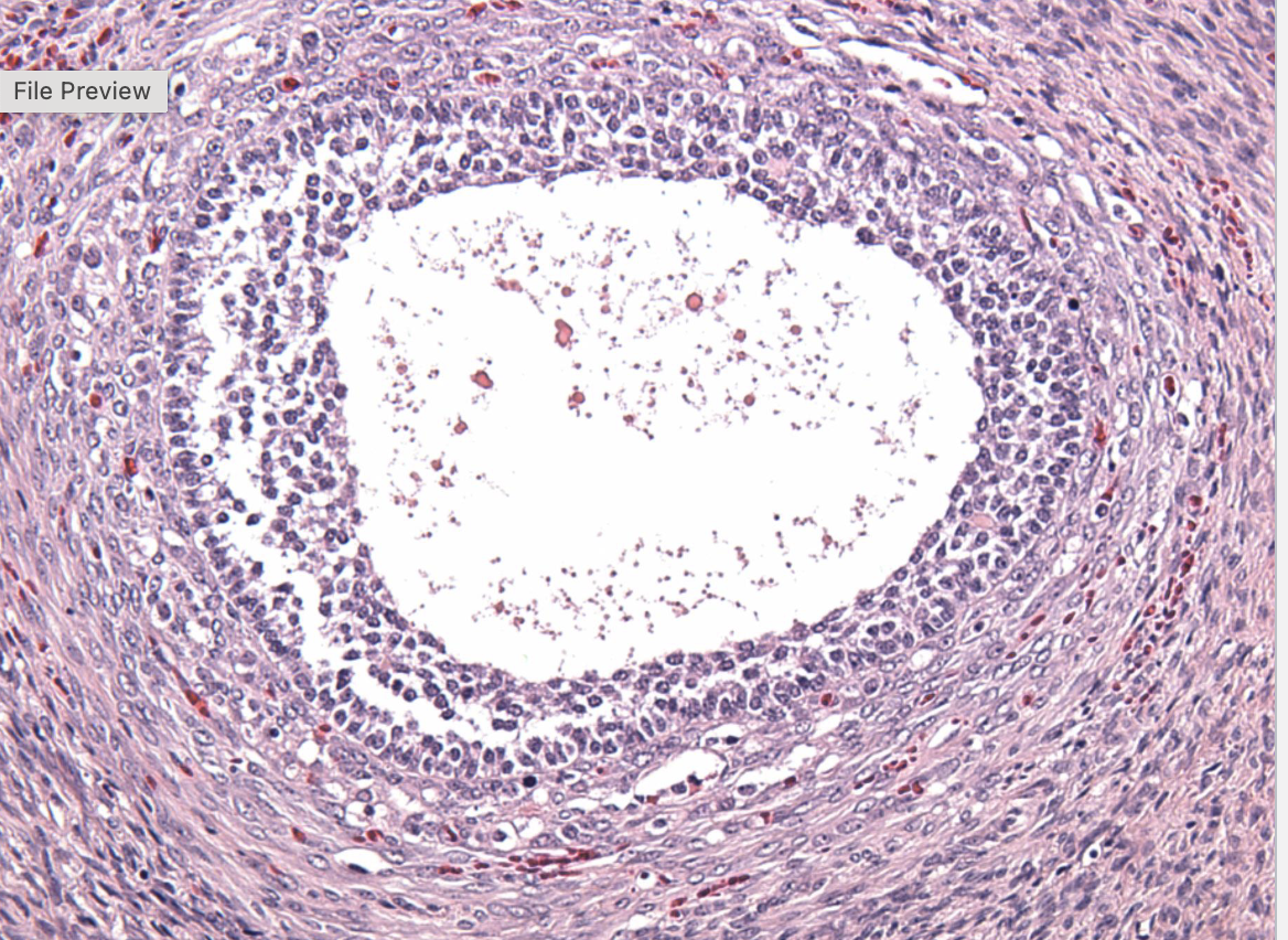 term image