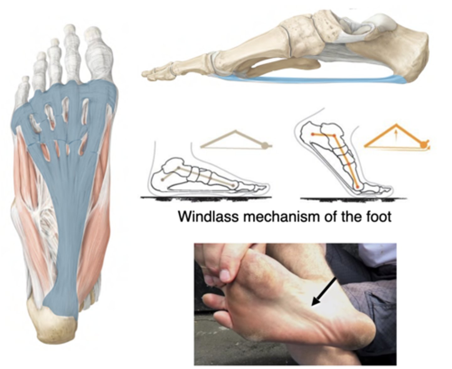 <p>-Calcaneus to the metatarsal heads &amp; digital flexor tendon sheaths</p><p>-Supports longitudinal arches</p><p>-Dorsiflexing the toes tenses the plantar aponeurosis, raising &amp; stiffening the longitudinal arches --&gt; Less foot flexibility = more efficient propulsion</p>