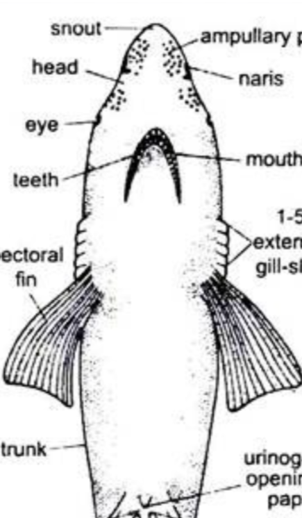 <p>What mouth position is this?</p>