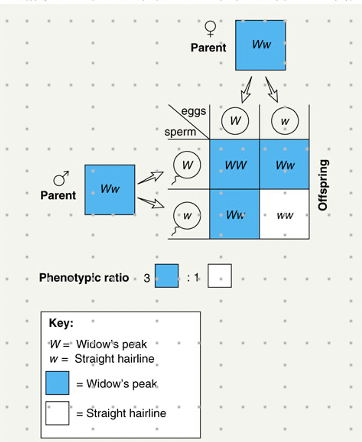 <p>easy way to figure out all possible combinations of eggs and sperm</p>