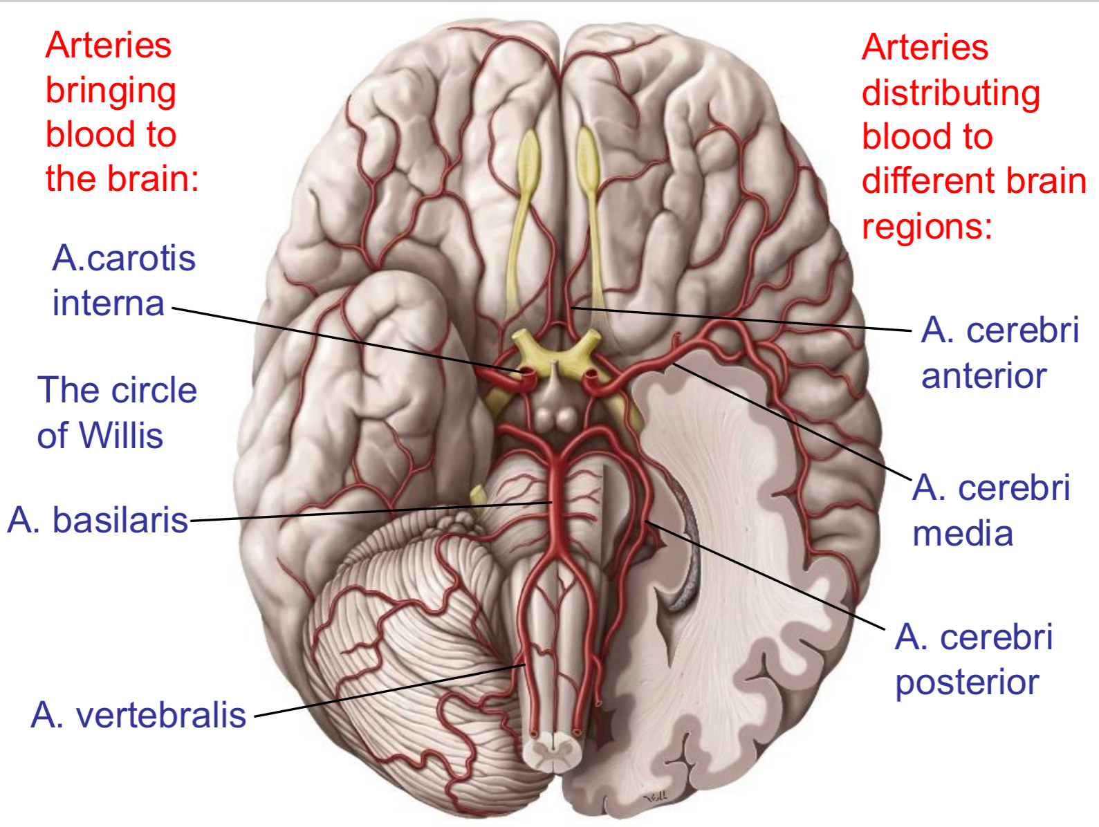 <ol><li><p>A. carotis interna</p></li><li><p>A. basilaris </p></li><li><p>A. vertebralis </p></li><li><p>A. cerebri anterior </p></li><li><p>A. cerebri media</p></li><li><p>A. cerebri posterior </p></li></ol><p></p>