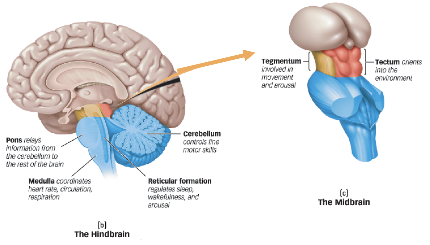 <p>Tectum (Midbrain Structure)</p>