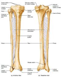 <p>in the figure above letter ___ is the lateral malleolus and letter ___ is the medial condyle</p>