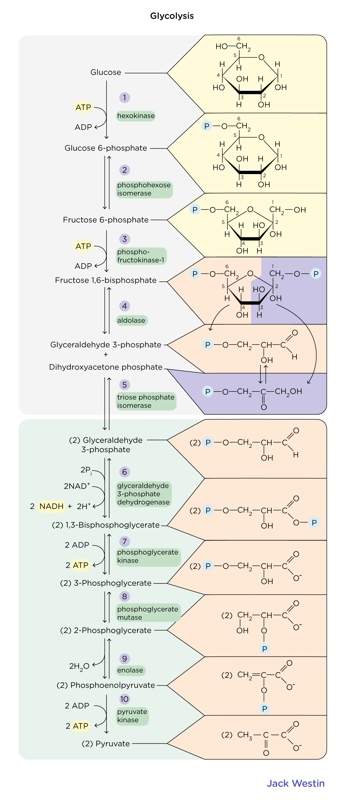 <p>What does pyruvate kinase do in glycolysis?</p>