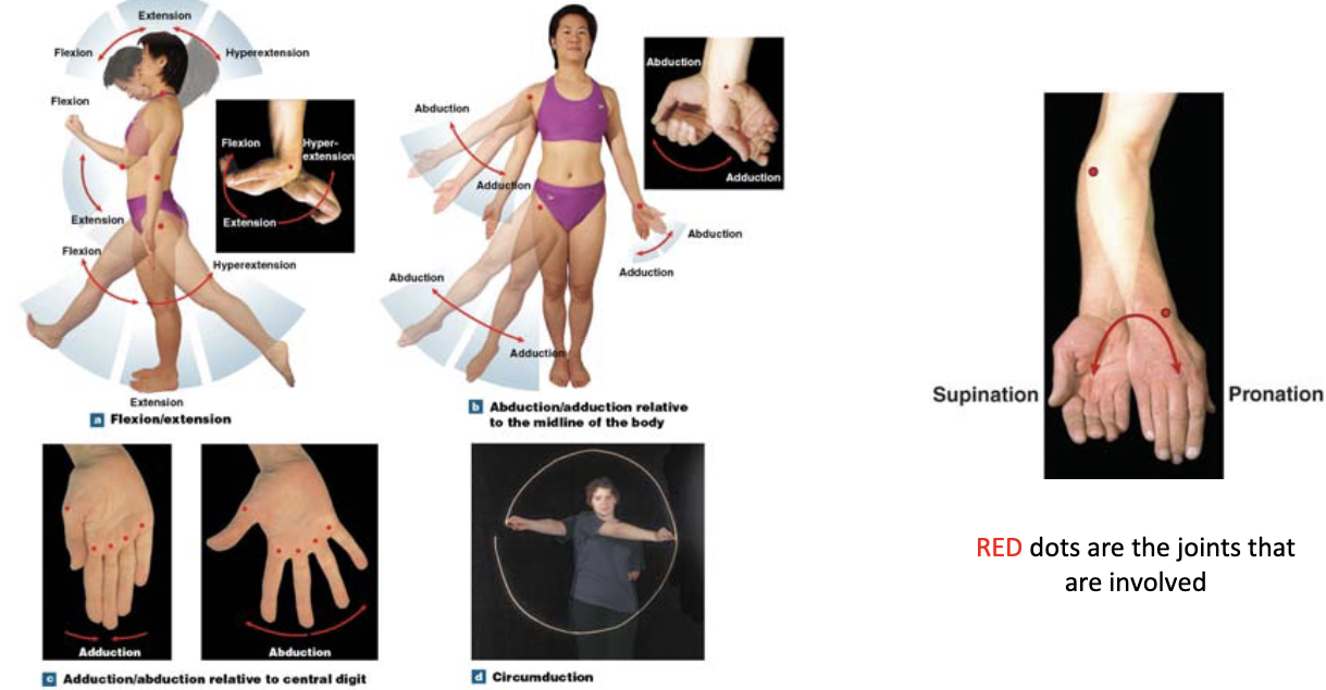 <p>angular movements</p>