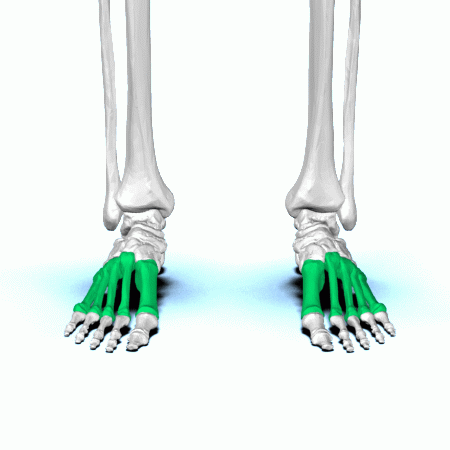 <p>Key Features: Instep bones</p><p>Memory Trick: Middle foot</p>