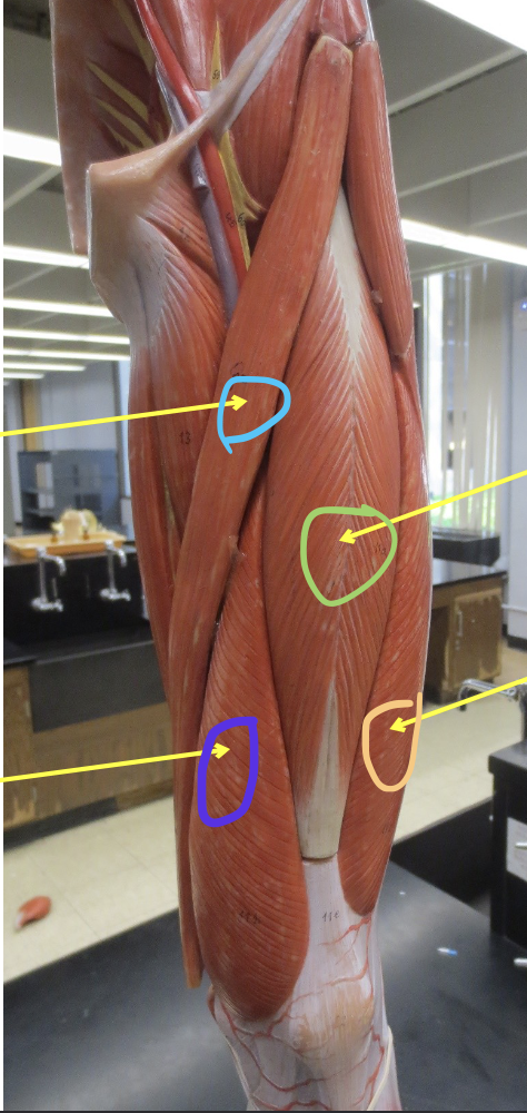 <p>Muscle in pink</p>