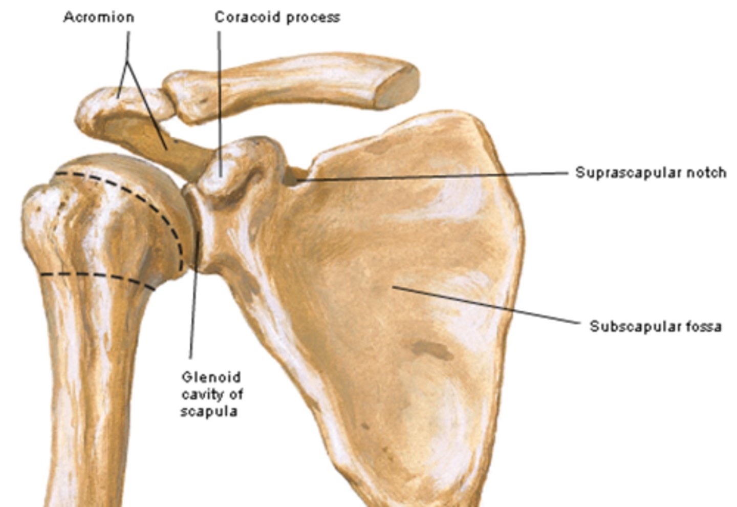 <p>junction of the superior border with the base of the coracoid process. This notch is converted into a foramen by the superior transverse ligament, and serves for the passage of the suprascapular nerve</p>