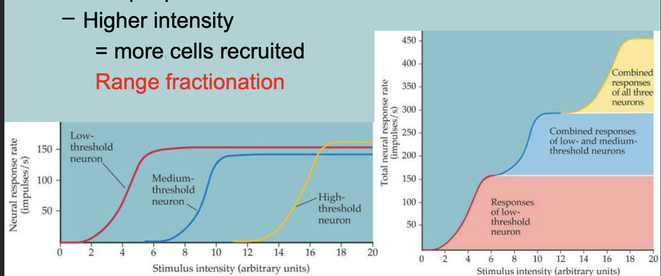 <p>Coding intensity:</p><ul><li><p>In general sensitive range is WIDER than the response repertoire of a single cell&nbsp;</p></li></ul><p>Solution:</p><ul><li><p>Multiple parallel neurons with different THRESHOLDS </p></li><li><p>Higher intensity = More cells recruited (RANGE FRACTIONATION)  </p></li></ul><p></p>