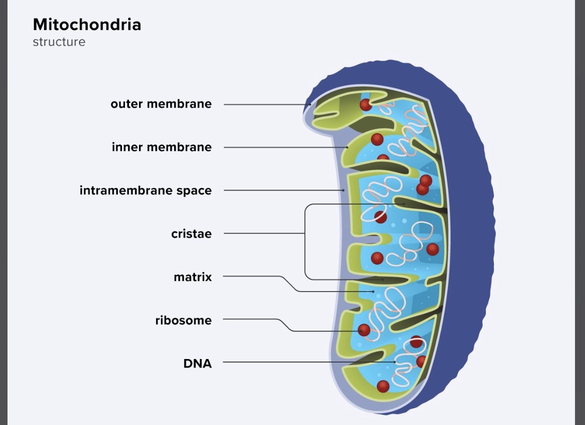 <p>The powerhouse of the cell that create energy through cellular respiration, have their own DNA </p>