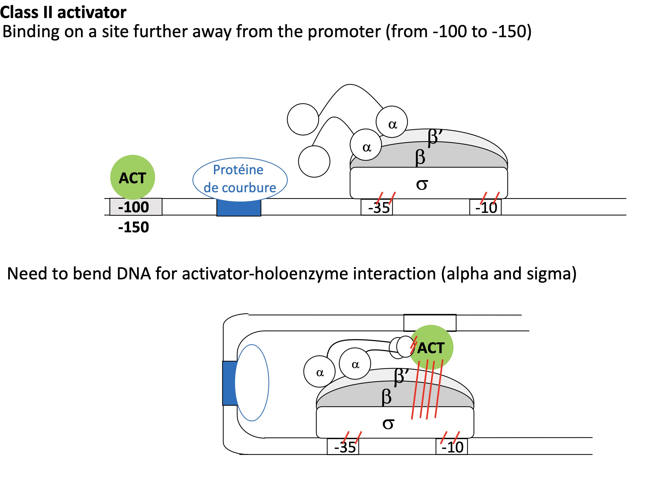 <p>ACT binding site is distant from Holoenzyme </p><p>Bending protein blinds to its binding site before the ACT binding site —&gt; DNA bends </p><p>ACT protein bound to its binding site can now interact w/ holenzme  </p>