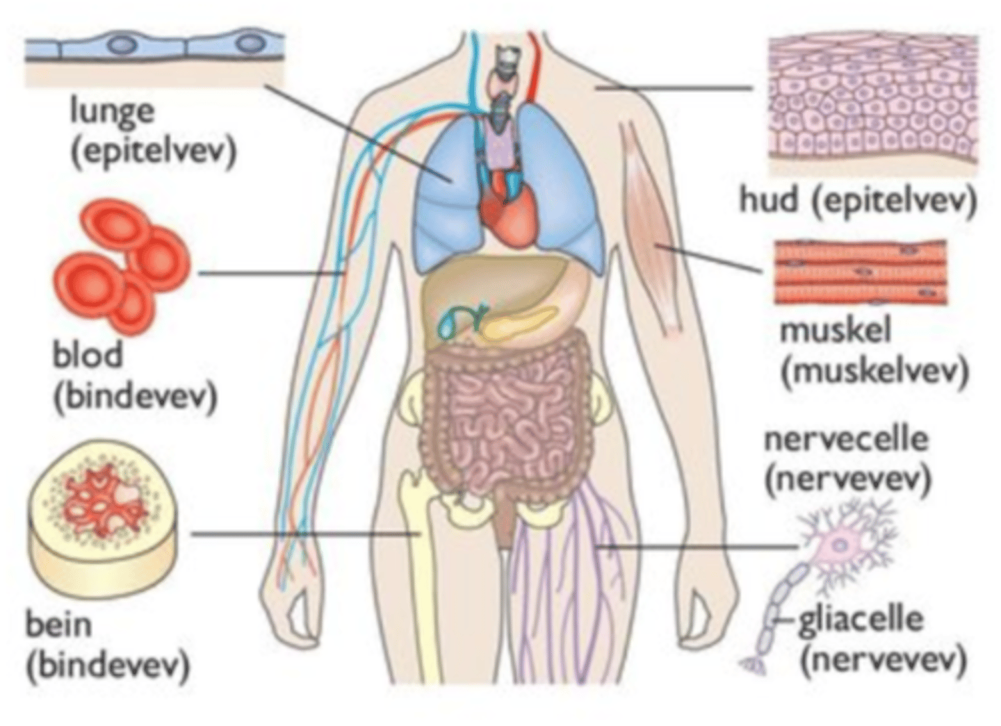 <p>Flere celler av samme type med samme oppgave ligger samlet. Kroppen består av 4 hovedtyper: Epittelvev, muskelvev, bindevev og nervevev</p>