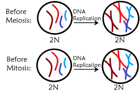 <p>DNA replications happens before <strong>cell division</strong>.</p>