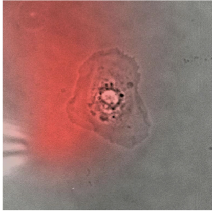 <p>a way to test the duty cycle of cell migration: drug that activates myosin II; turns on contractility; turns a stationary cell into a migrating cell (alternative phenotype change); turns the side of the cell into the rear of a migratory cell</p>