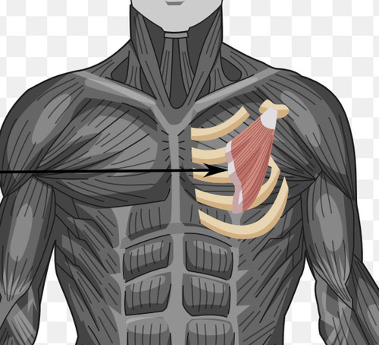 <p>(behind pectoral is major)</p>