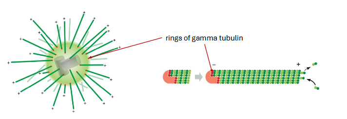 <p>cellular arrangement is controlled by an organizing center. centrosome — common in animal cells near nucleus</p><p>concentration of alpha and beta tubulin is too low in cells to spontaneously assemble.<strong><u> gamma tubulin</u></strong>&nbsp;nucleates microtubule assembly. filaments grow from gamma tubulin rings<strong><u> towards the (+) end</u></strong></p><p>organization of microtubules can vary depending on species and cell type</p>