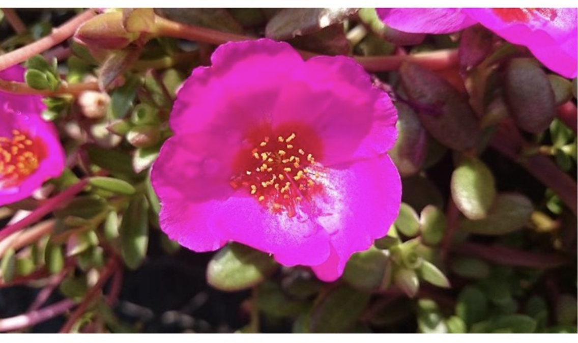 <p><span>Which shape does the flower represent (funnelform, tubular, cruciform, rotate, ligulate)?</span></p>