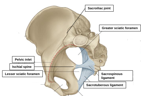 <p>greater sciatic foramen </p>
