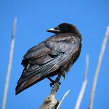 <p>American Crow (<em>Corvus brachyrhynchos</em>)</p>