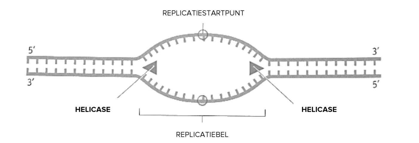<p>Wat is een replicatiebel?</p>