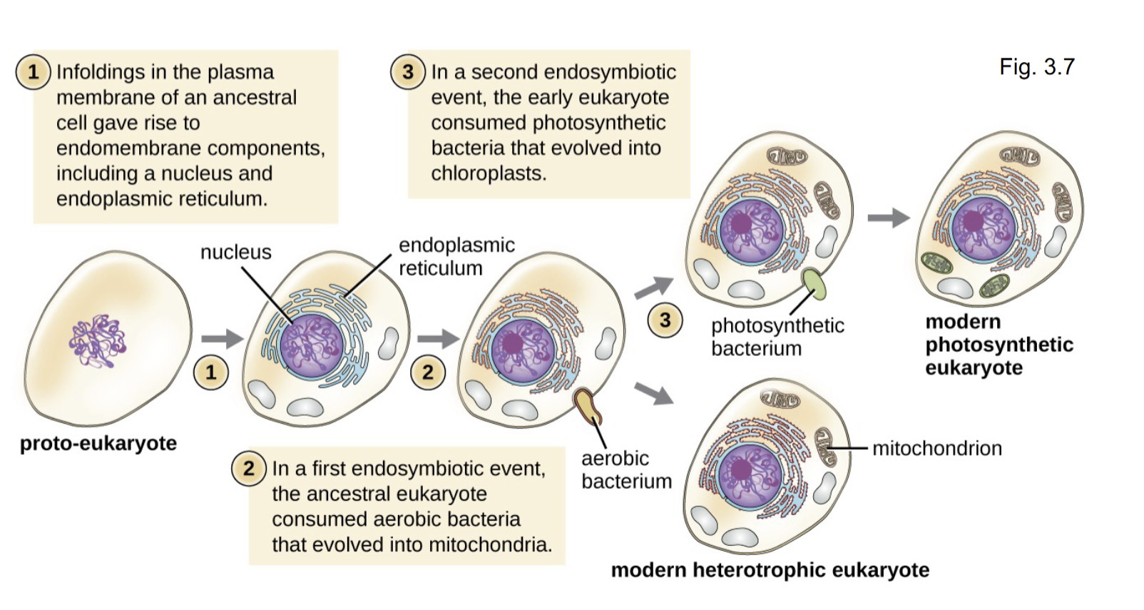 <p>Endosymbiotic theory: An ancient endosymbiosis gave rise to organelles such as the mitochondrion and chloroplast and possibly other over time</p>