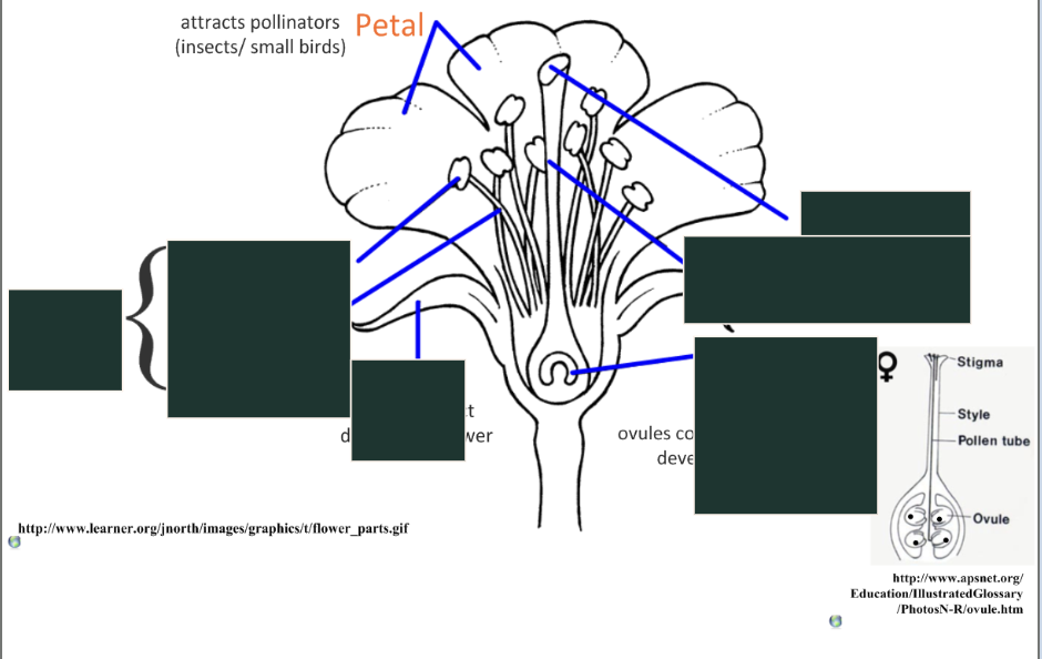 <p>anotated diagram of the reproductive structures of an angiosperm</p><p></p>