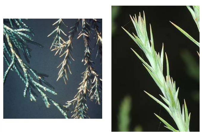 <p>Evergreen small leaves with two forms, either scale-like with four sides held tightly or longer, blue-green needle-like leaves common on young trees.</p>