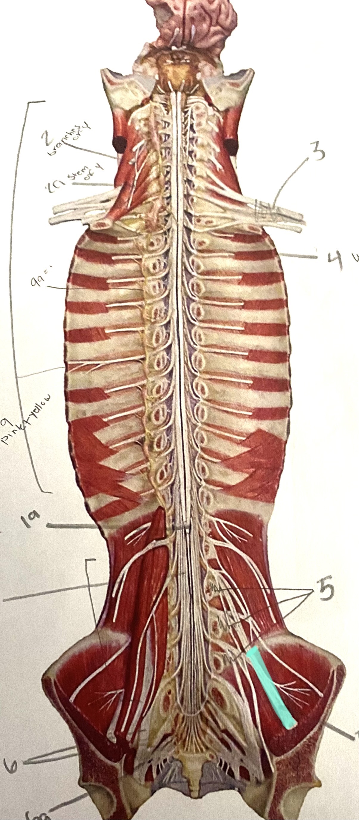 knowt flashcard image