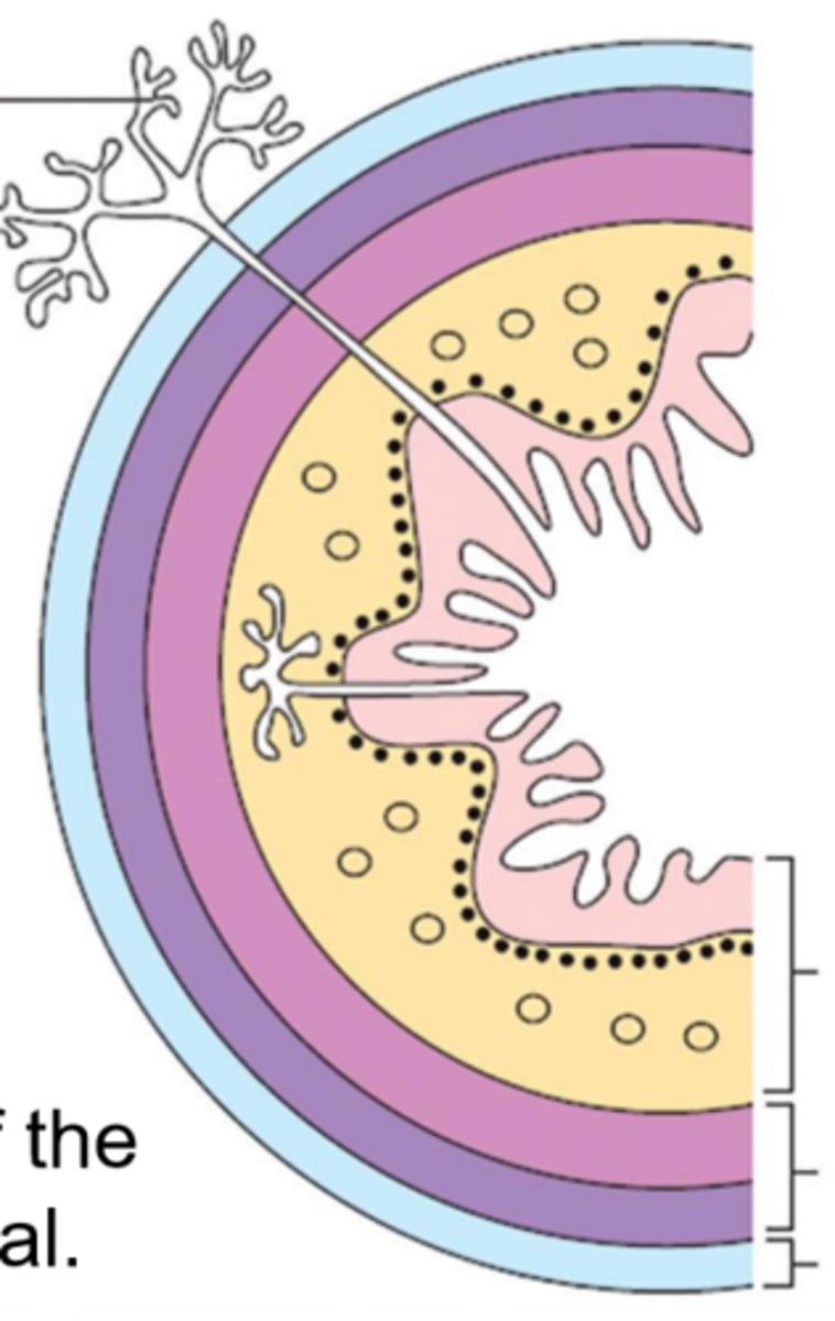 <p>Esophageal wall:</p><p>light pink</p>