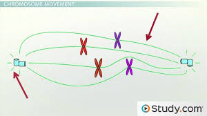 <p>A structure made up of microtubules that forms during cell division and separates duplicated chromosomes and moves them from the parent cell into the daughter cells </p>