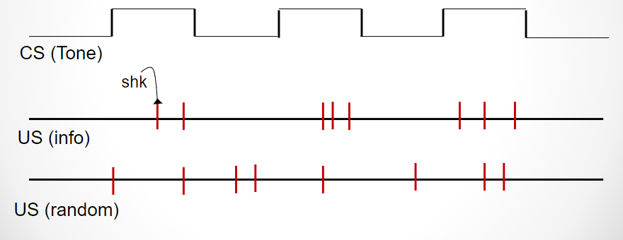 <p><span>p(US/CS) = p(US/no CS) – no information - no learning</span><br><span>p(US/CS) &gt; p(US/no CS) – CS is a signal for the US - excitatory learning</span><br><span>p(US/CS) &lt; p(US/no CS) – CS is signal that there is no US - inhibitory learning</span></p>