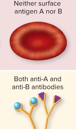<p>Blood Type O </p>